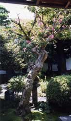 Another view of the garden at Hearn’s yashiki.
