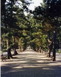 Old trees line the walkway to Izumo Grand Shrine.