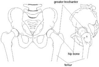 pelvis